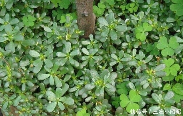 小时候摘它喂鸡鸭，现在被誉为“长寿菜”，一斤10块，抢着要