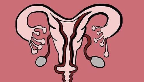 小蝌蚪们|进入女性体内,没和卵子相遇的小蝌蚪去哪了?答案非常有意思