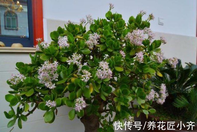 8种花不能多浇水，“少水少肥”伺候它，反而长势旺盛开花多