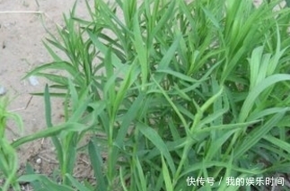 失眠多梦|缓解紧张情绪，失眠多梦的人多多吃这三种野菜，你知道吗？