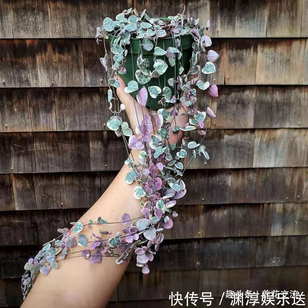 浇水|多肉的品种又多又好看,为啥自己总养不活,那是因为没看到这几种
