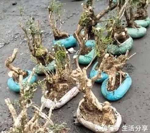 黄杨树|云贵大山的“黄杨市场”，是“原则”与艺术的碰撞，你站谁呢！