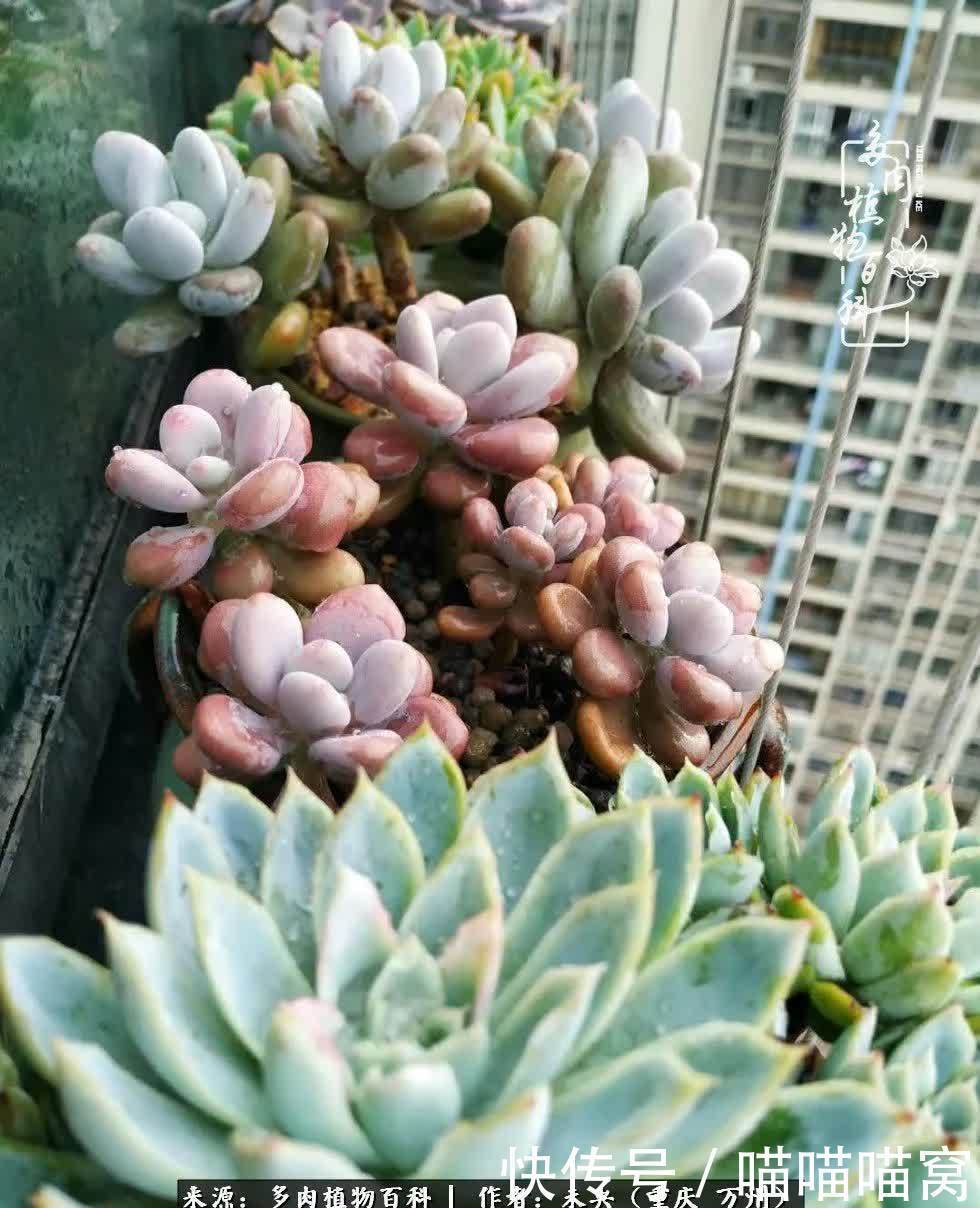 养肉多年,从未出坑过!养多肉是我最喜欢最坚持的爱好!