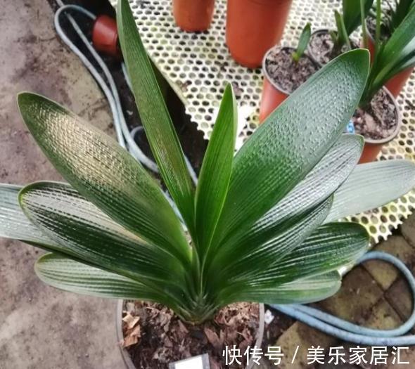 秋冬养君子兰，30天喂一次大补肥，花叶俱美，整个冬天都有花赏