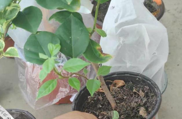 老师傅养三角梅有心得,每次花败直接修剪,年年开花爆盆