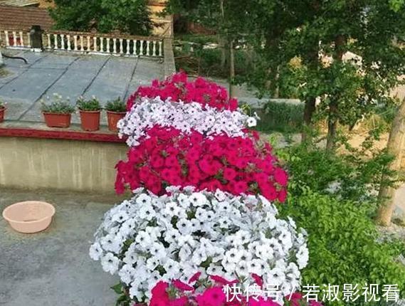 喜欢养花就扦插繁殖？盆栽君子兰、矮牵牛，播种育苗十拿九稳