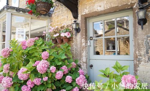 贝拉|家里有院子，建议养这5种花，高级的私家花园至少养一种