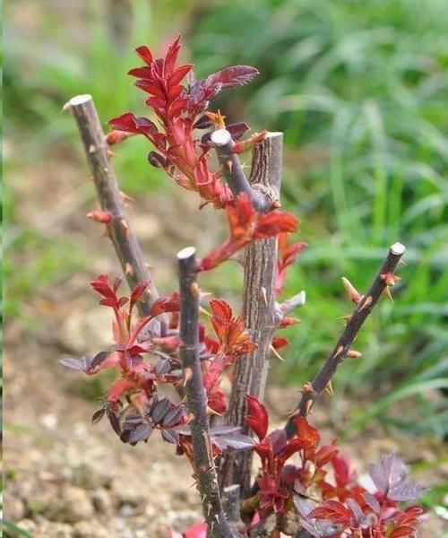 月季花新叶出现这种现象时，要及早矫正！