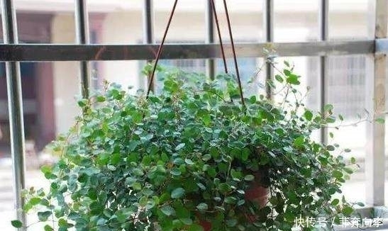 白浆|老婆每天喂吊兰一口“白浆”,它就像打了激素,现在都管不住了