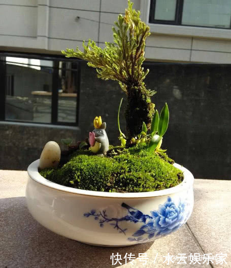 盆栽|到墙脚挖点青苔做盆栽,没想到养出了微景观,太漂亮了