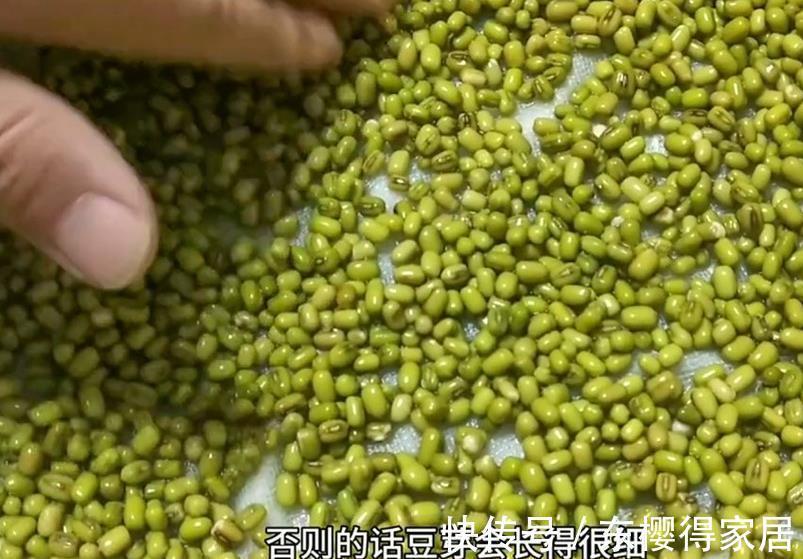 豆芽|家庭自制绿豆芽,教你5个小秘诀,豆芽4天就能吃,安全卫生又营养