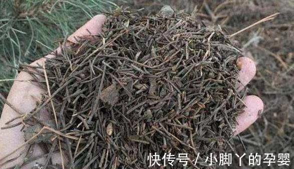 冬季养君子兰,2种垃圾扔盆里,做好2点,根系壮开花旺