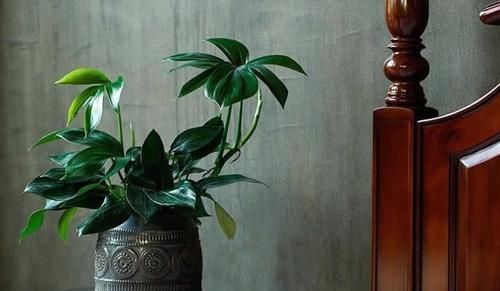 1种“耐阴花”,十分好养,阳台养一盆,四季常绿,可赏300天