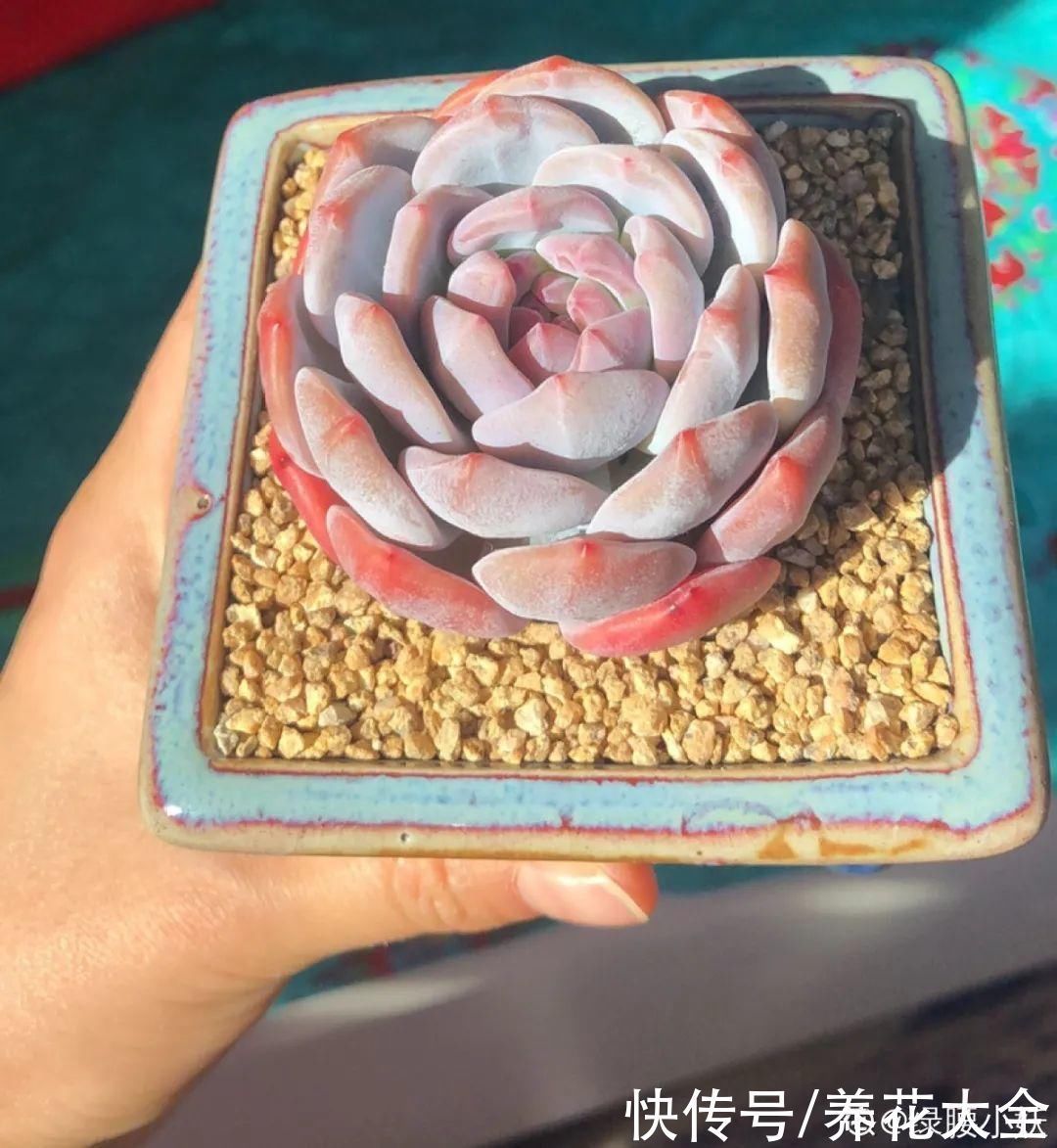 室内养多肉,也能养出水晶果冻色,任谁看到都说好