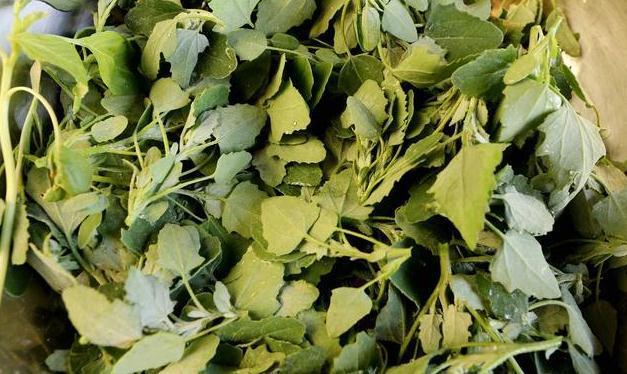 膳食纤维|最常见的一种野菜,可祛湿、解毒、除口臭、有效解决便秘!