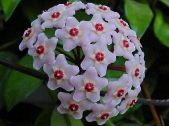 阳台养花,不妨养这款植物,茎叶纤秀,柔美优雅,极富竹韵