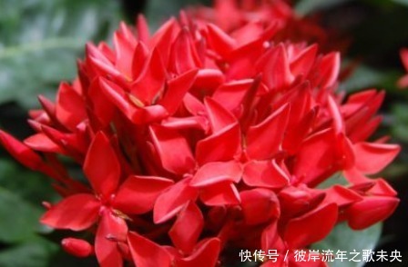 新手养花,不如养盆花中精品“紫雾凝霜”,高贵艳丽,美丽怡人