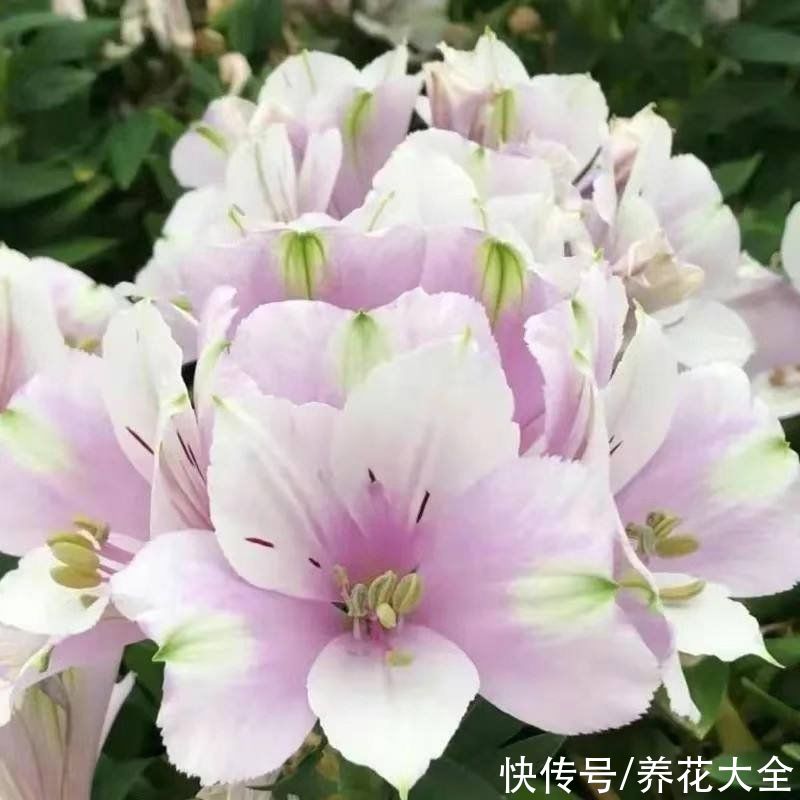 5种花真是“一举两得”，开花之后剪下来，插花瓶里颜值更高