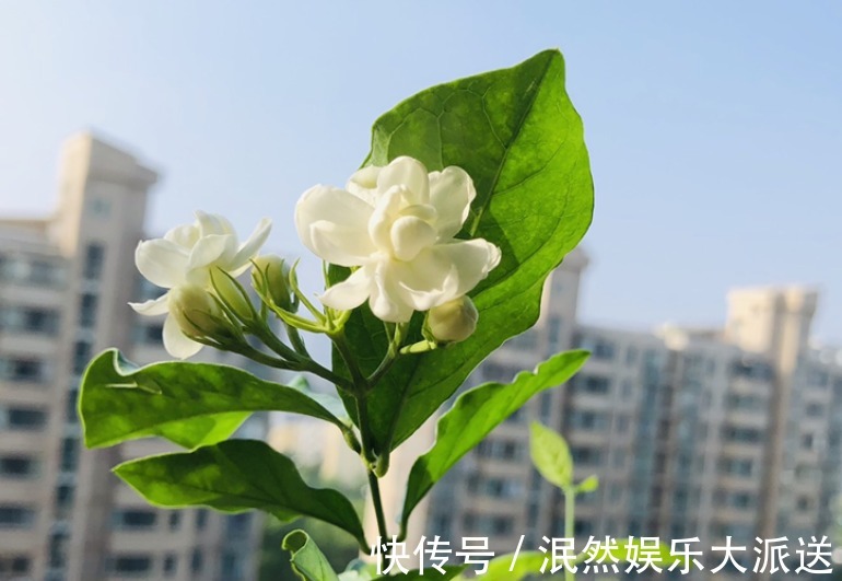 栀子花|北方家里当宝的花,南方大马路上全都是,我酸了!