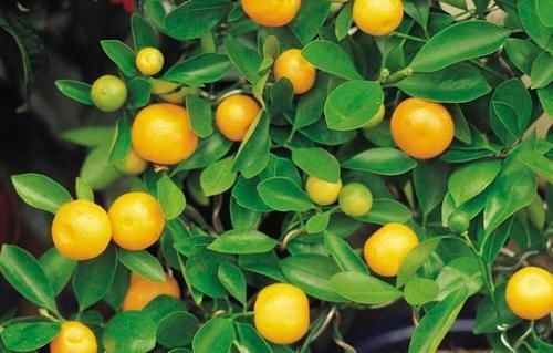 李时珍说一味药同补药则补,同泻药则泻,同升药则升,同降药则降