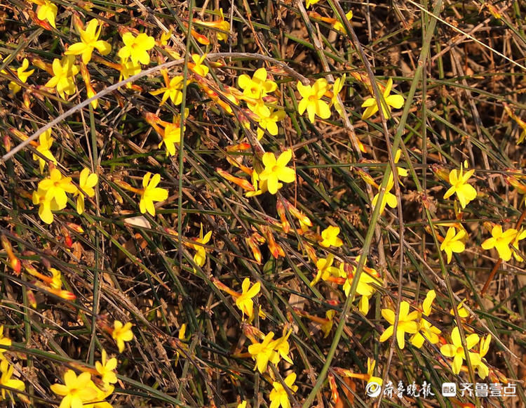 惊奇！济南第一批迎春花春节前灿烂开放