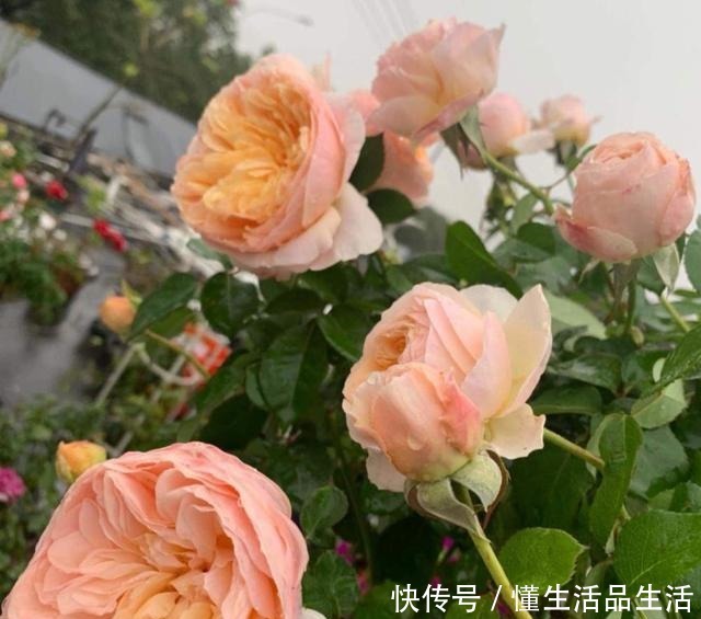 少喝两瓶酒,阳台上此花也要栽2株,好养易活,颜值不输牡丹!