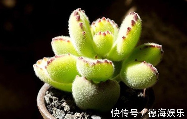 熊童子养了2年也“不见长”,平时肯定舍不得给“它”浇水施肥