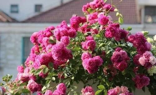 月季花开谢后，做好这件事，花苞越开越多