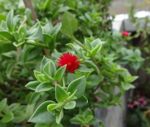 凌霄花|家里再小,3种“吊盆花”也要养,花芽一钻上百朵,花开成“帘”