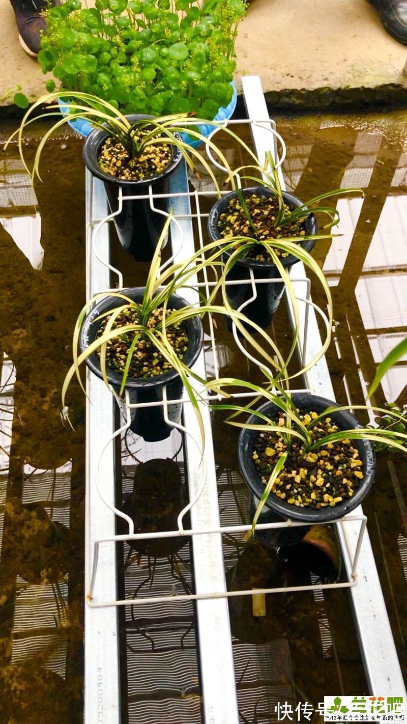 养兰一点通|学不会的兰花浇水，养到难处方知兰，山终究还是山