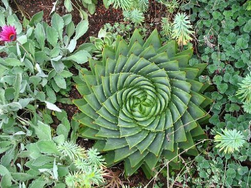 什么观音莲,黑法师,都不如“这多肉”,好看价值高,1盆过万