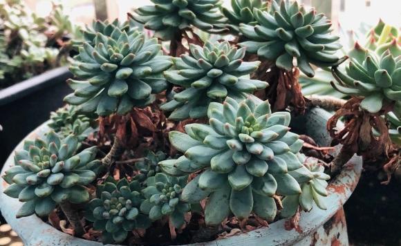 夏天|高温季节养肉肉,“控水”放在首位,花土越干燥,多肉越安全