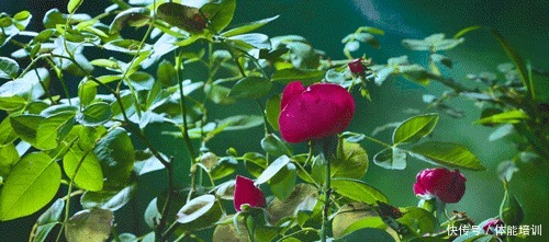 做一桌玫瑰,送给我最爱的你们~