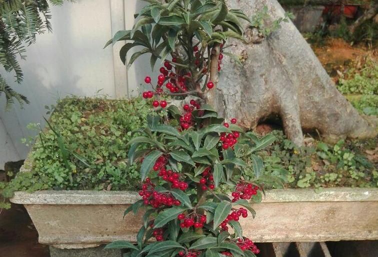 茎叶|观花赏果叶首选：富贵子，寓意不错，颜值高，打理简单