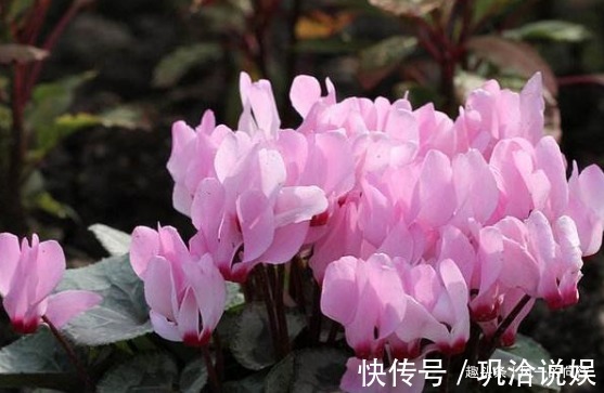 阳台养这三种“懒人花”,扔上面不用管让它自己晒太阳,花爆满盆