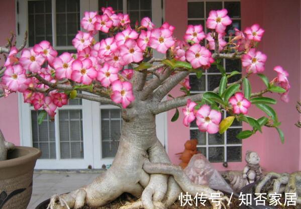 原产地|沙漠玫瑰叶子发黄掉落怎么办，别着急沙漠玫瑰叶黄解决方法看这里