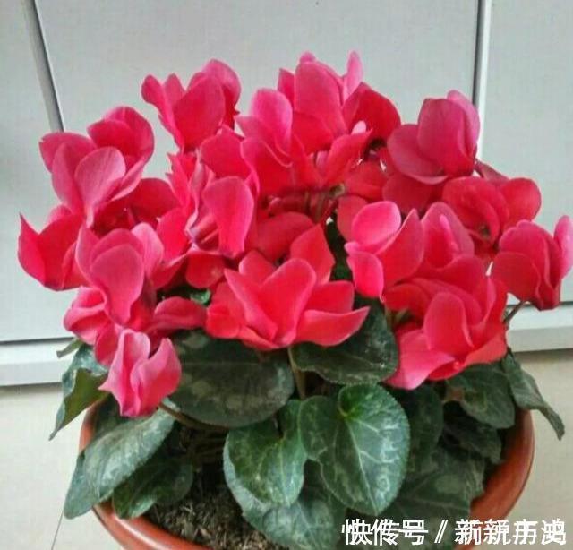 4种花号称开花劳模,四季花开,花多易爆盆,超美的