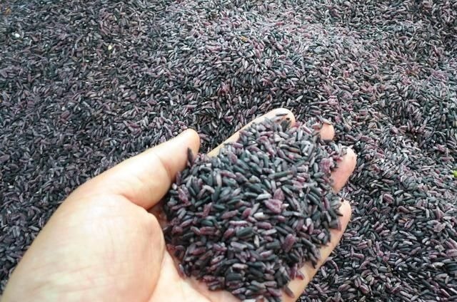 紫米|女性身体3处的“毛”越多越好只有少部分人全中,若你有,恭喜