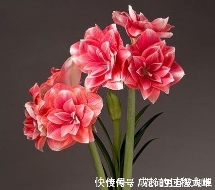 盆栽|4种盆栽花号称开花机器，一整年都开花，好看又好养，值得拥有