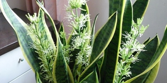 四种老年人适合养的花,又容易养又能让他们打发时间!