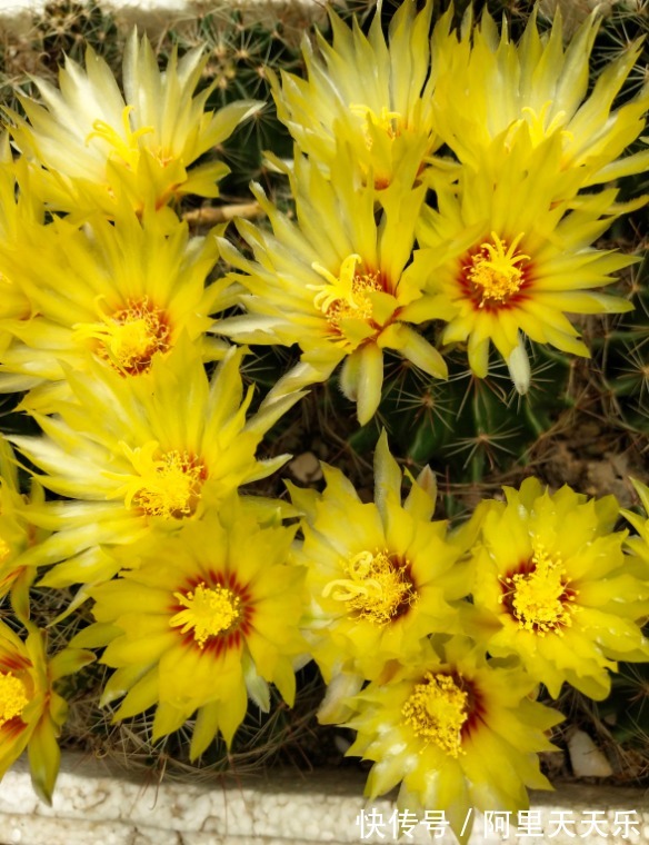 开花的仙人球，刷一下、结籽千千万，撒土里冒一盆苗！