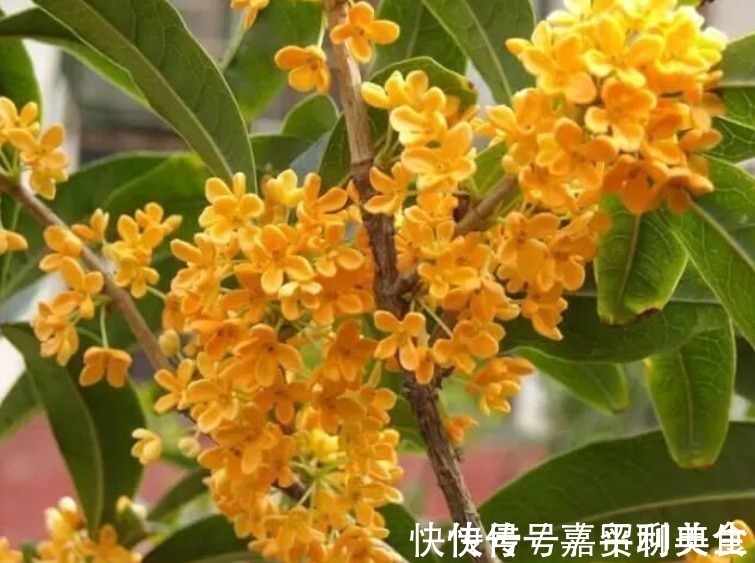 养桂花,就施“1种肥”,不仅“现在”开花多,来年花更多!