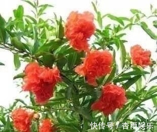 不抽烟、不喝酒，此花也要养2盆，花朵大又红，寓意子孙满堂