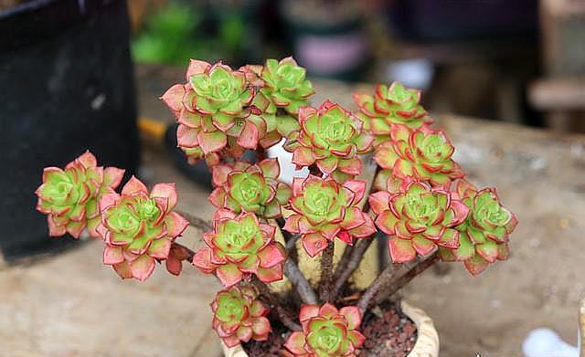 想把“多肉”养爆盆，学会4个“小技巧”，养出状态，轻松变老桩