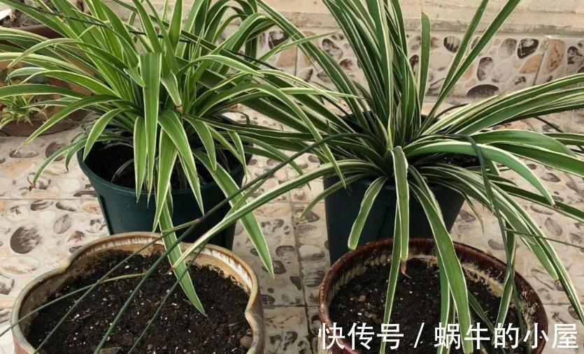 花卉|秋季养花换盆土：从准备到服盆，期间该注意哪些细节？