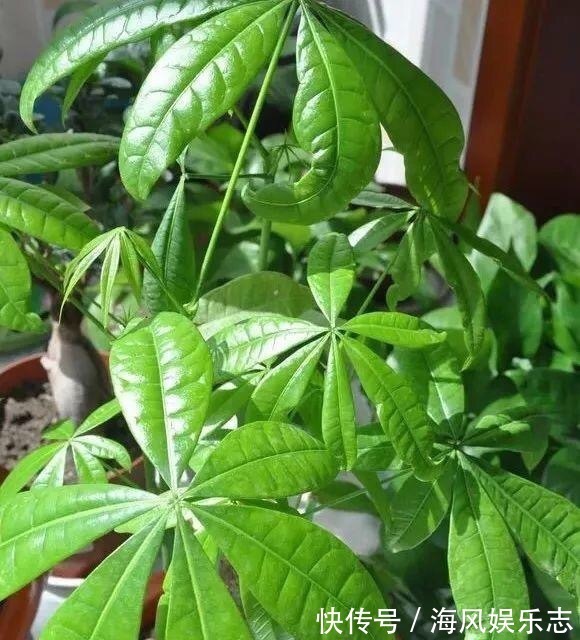 花盆|天气太热,养6种别乱浇水,浇得多死得快,难怪一浇就烂根