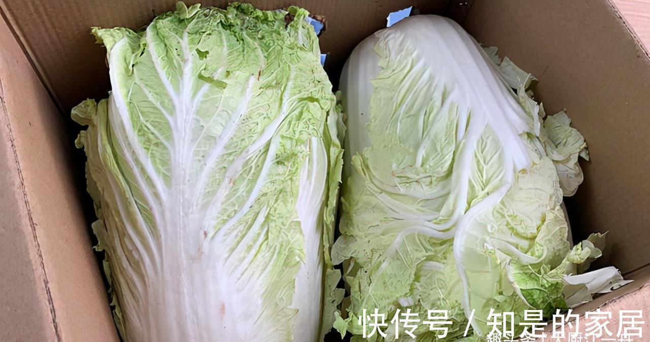 保存白菜其实很简单,教您2招,放半年照样新鲜,真的是太实用了