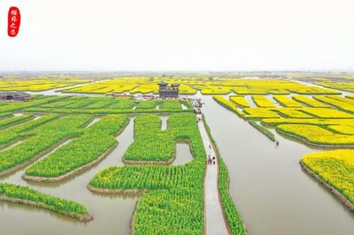 江苏最奇特的油菜花海，生长在水上，被誉为“全球四大花海”之一