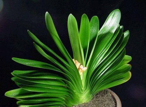 花盆|什么淘米水、啤酒水,都不如1勺溶液,家家都有,养啥旺啥