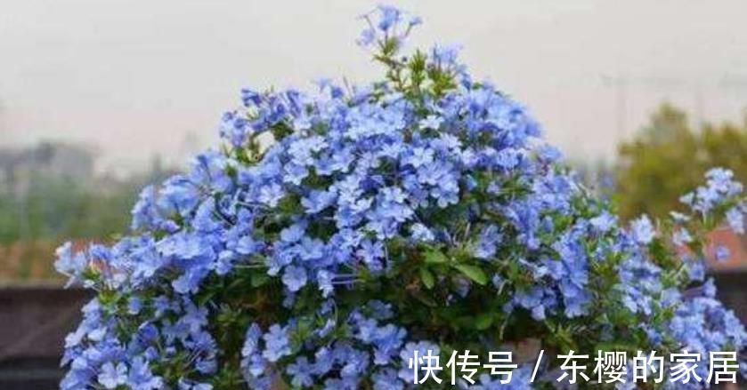 三角梅|夏天“富养”的4种花,越热越要补“大肥”,才能开花一茬接一茬
